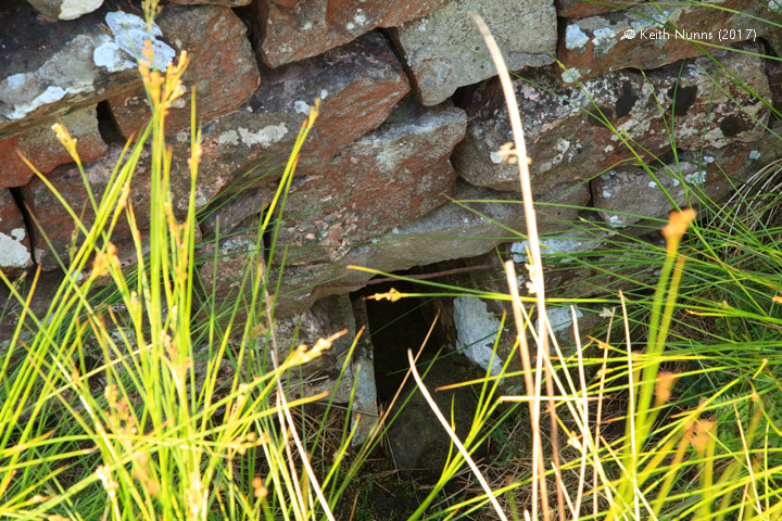 252970: Culvert (1' 9"" diameter): Detail view from the east